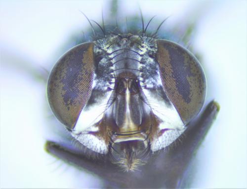 Lucilia sericata